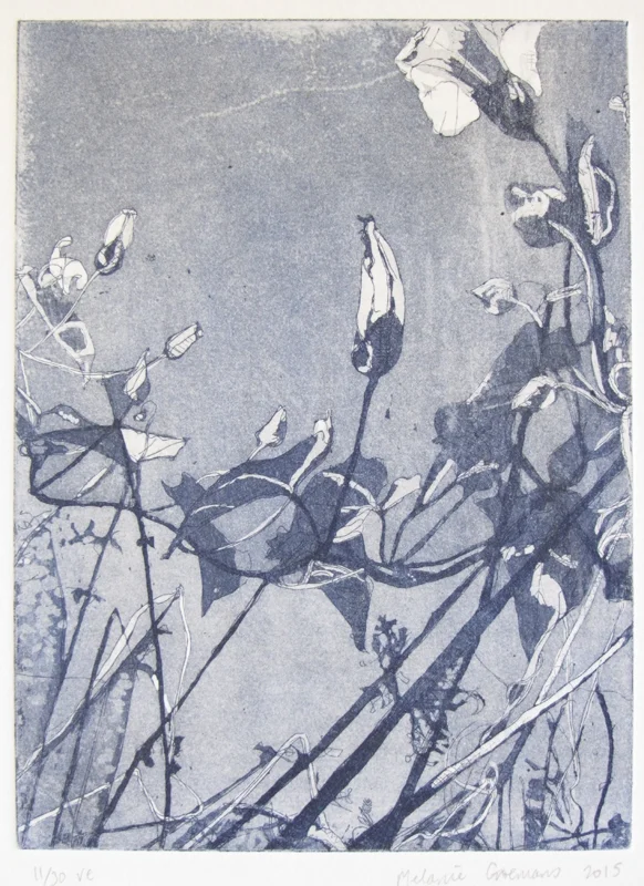 Bindweed