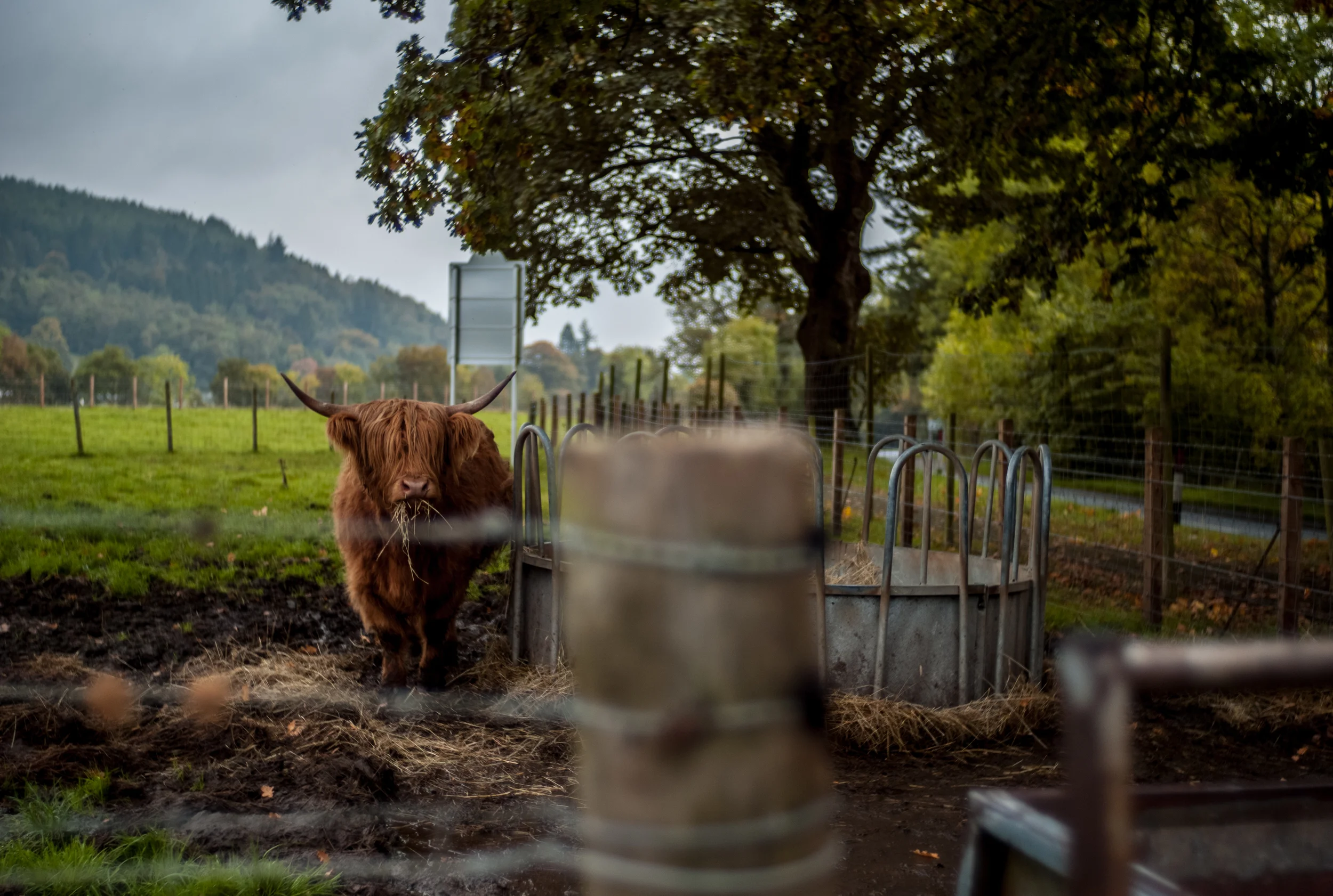 MEET HAMISH. The cutest "arry coo" (hairy cow). So effing kyoot I watched him eat hay and scratch himself for like an hour. 
