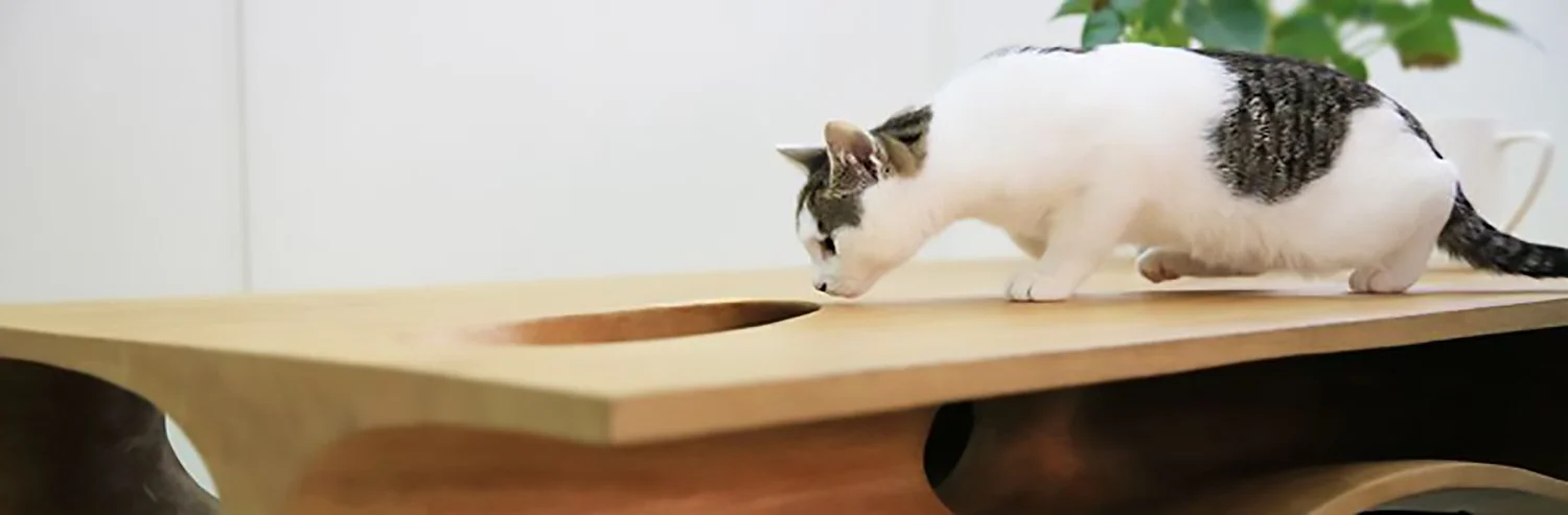 A Cat's World