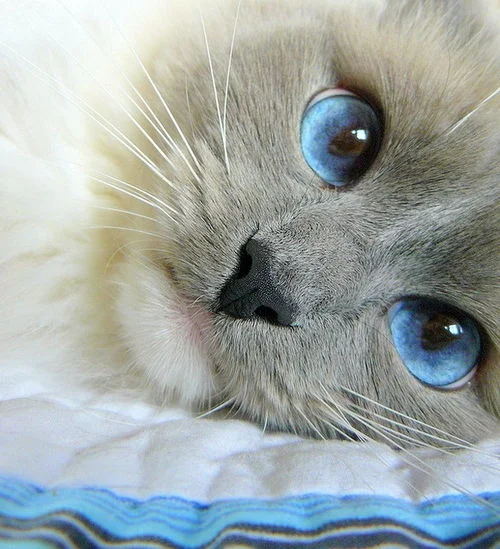 photo courtesy of pinterest.com