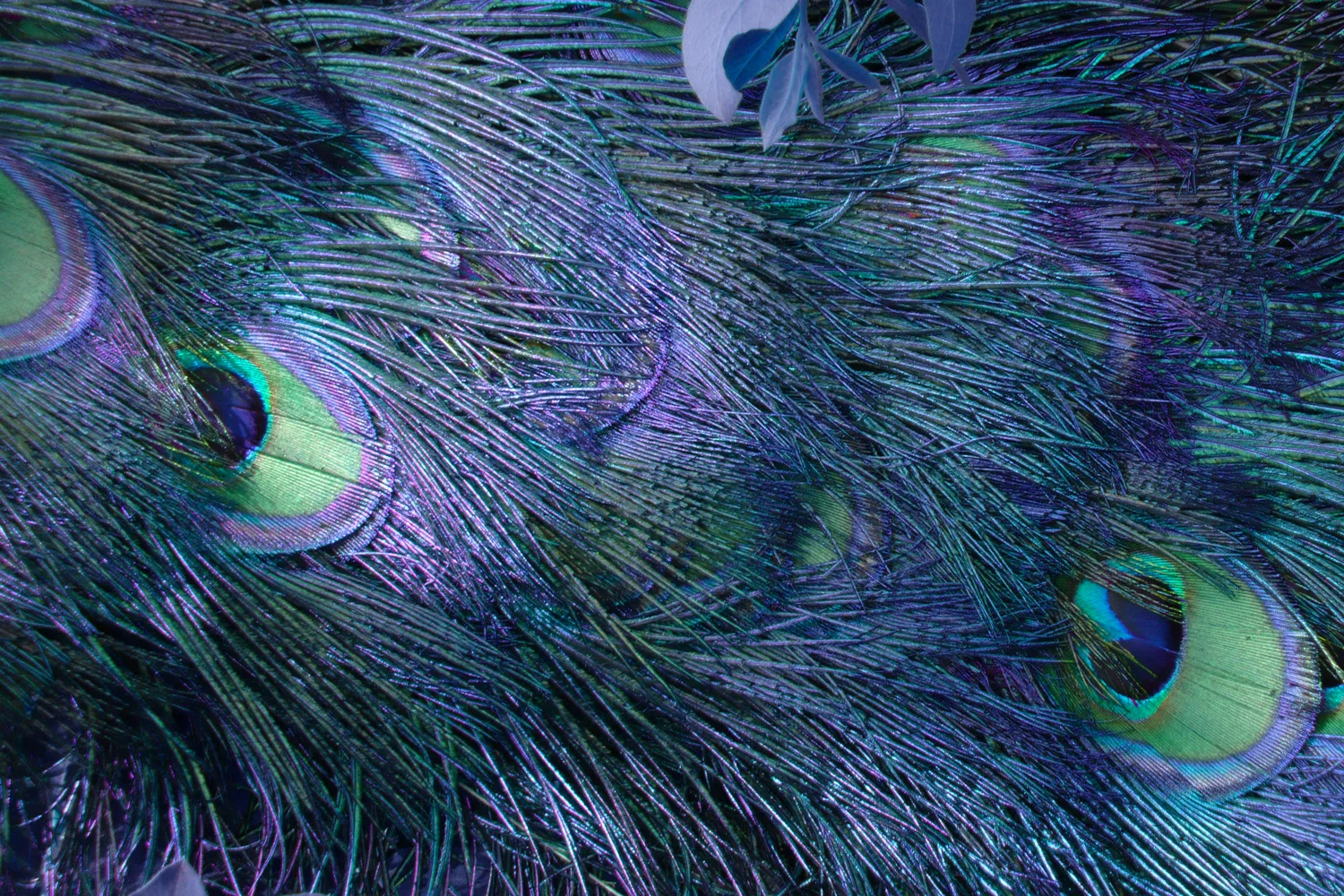Color Exploration: Paint it Peacock!