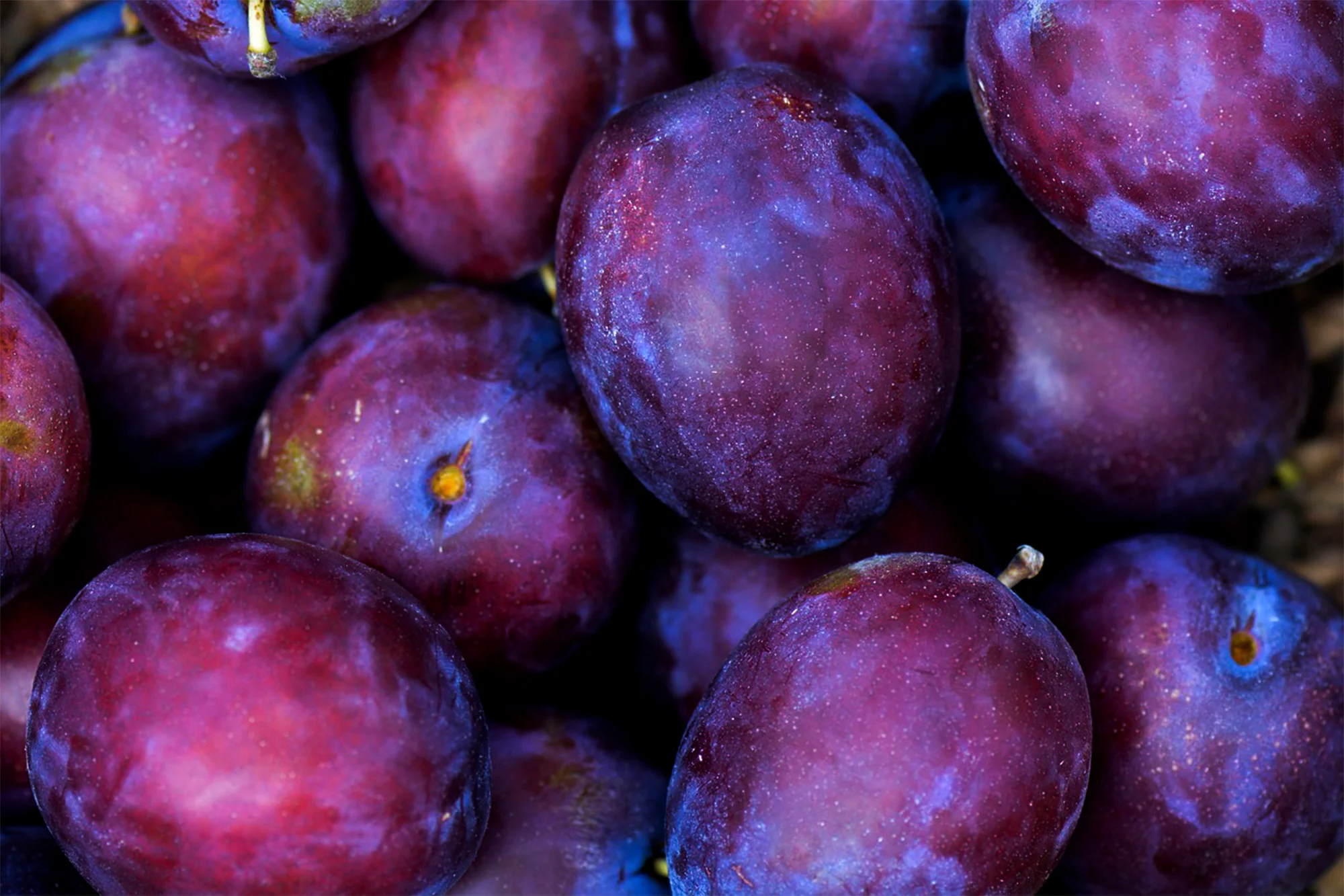 Color Exploration: Paint it Plum!