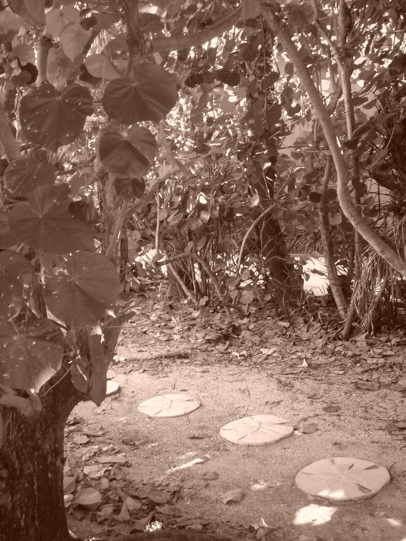 StonePathInTrees_Sanibel.jpeg