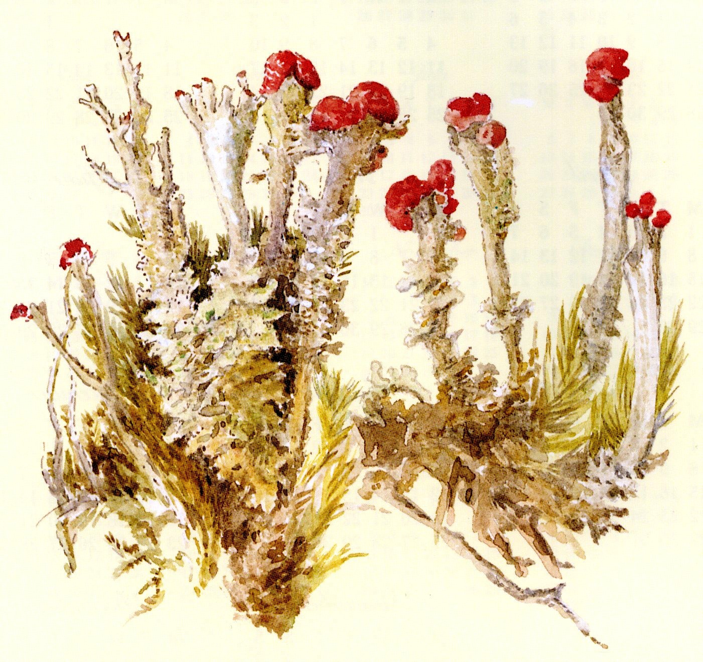 Beatrix Potter was not only one of the greatest children’s authors and illustrators ever, she was also one of the greatest botanical illustrators ever, and an accomplished amateur scientist—prevented from publishing her theories on account of her sex.