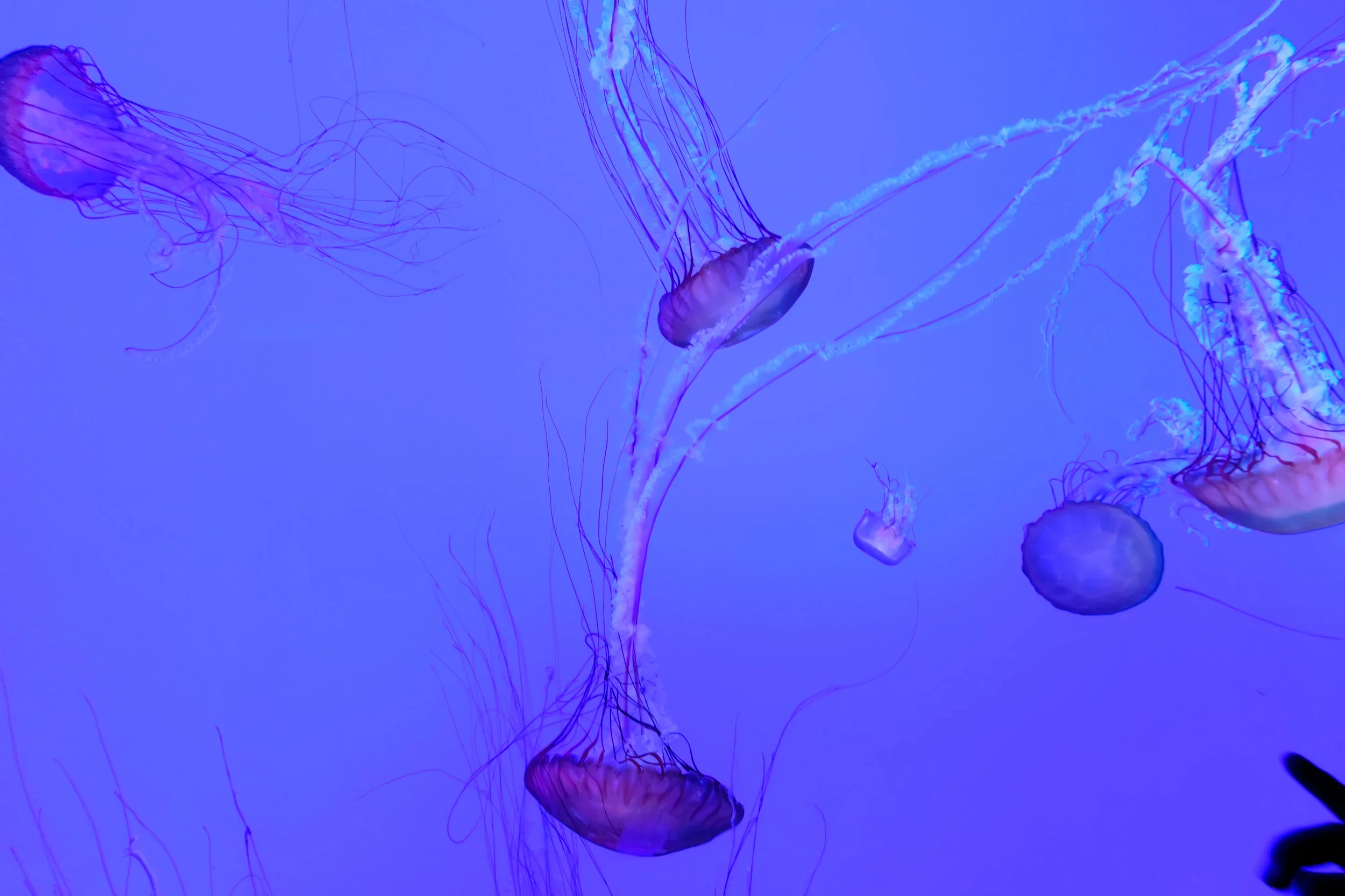 DSCF2707-Edit-Edit 2.jpg