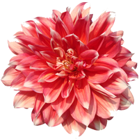 Dahlia Season: June to November Colors: Many Colors Price Range: High End 