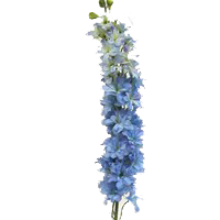 Delphinium Season: April to October Colors: White and Blue Price Range: Fair 