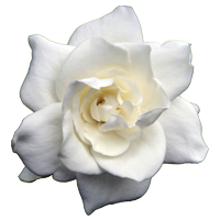 Gardenia Season: Year Round Colors: White Price Range: High End