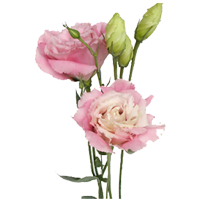 Lisianthus Season: May to September Colors: White, Purple, Pink Price Range: Fair 