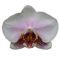 Phalaenopsis Season: Year Round Colors: White, Purple Price Range: High End 