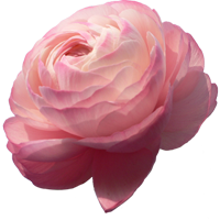 Rannaculos Season: February to May Colors: White, Pink, Red, Orange, Yellow Price Range: High End