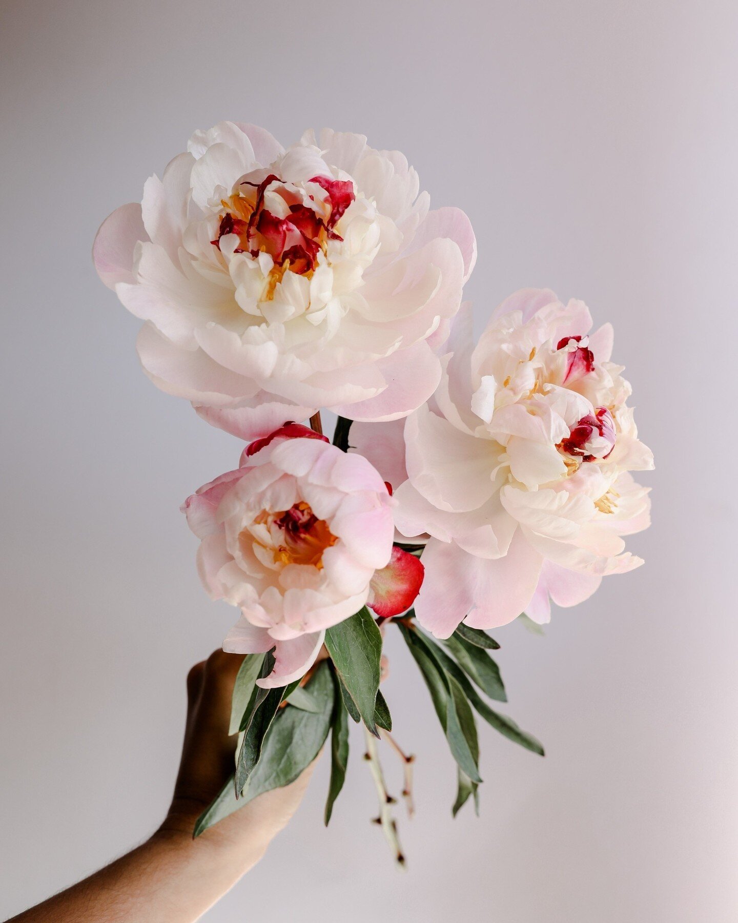 Since it's the first day of Spring, we want to show you one of our favorite Spring flowers. Peonies are a showstopper in wedding flowers, especially in the Spring!⁠
⁠
Interested in getting them for your wedding? Book a custom consultation with us and