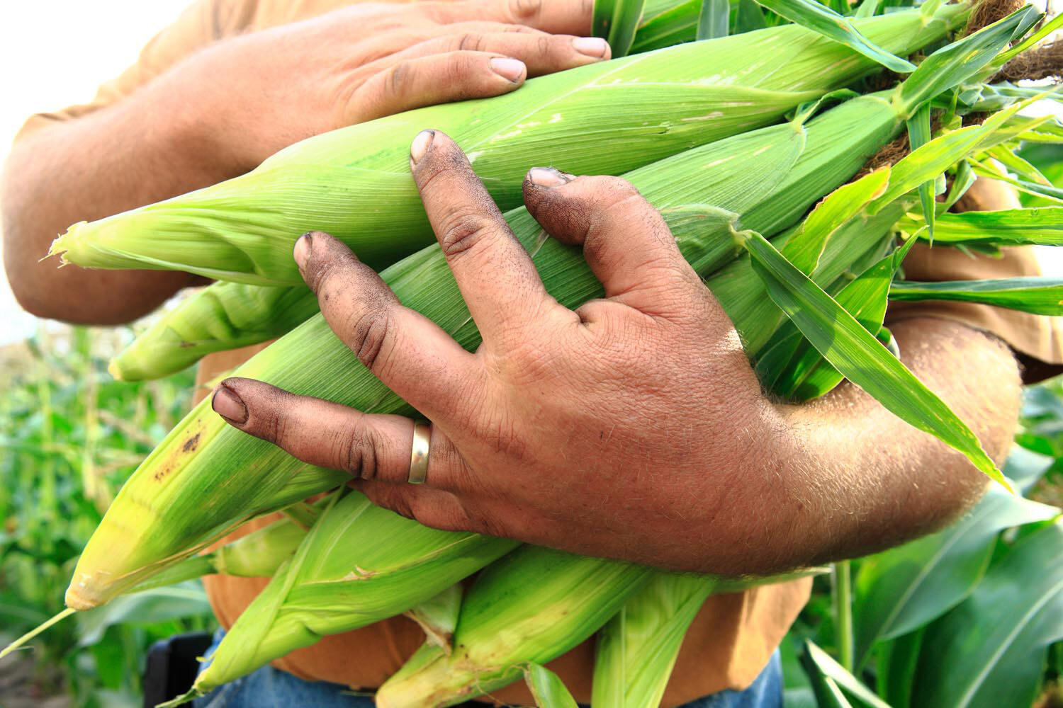 pick corn