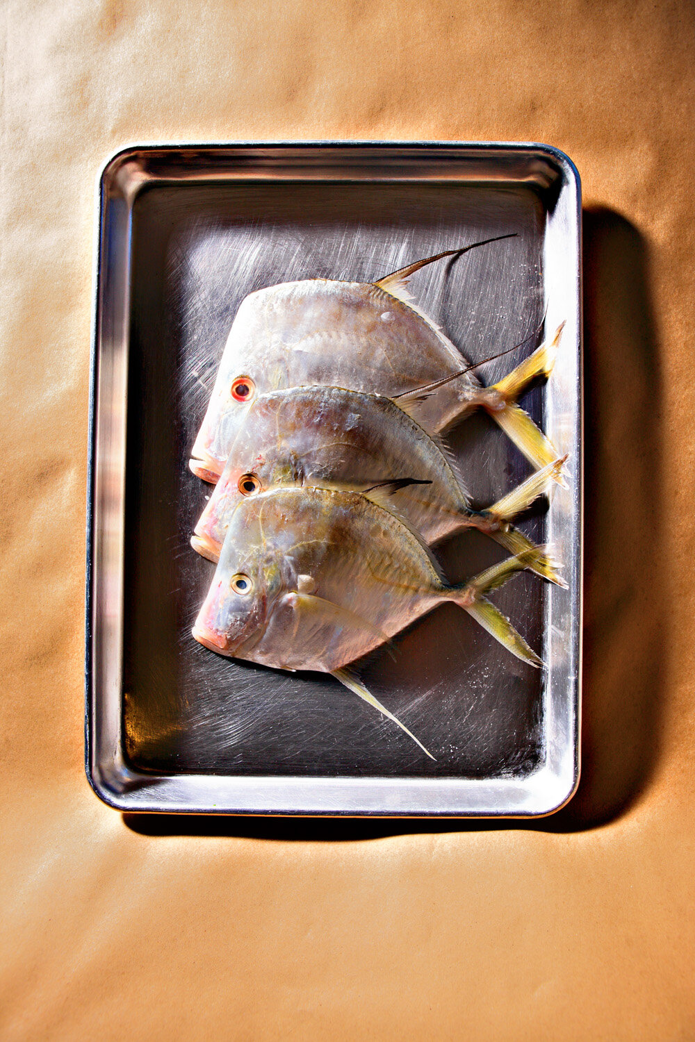 skate fish