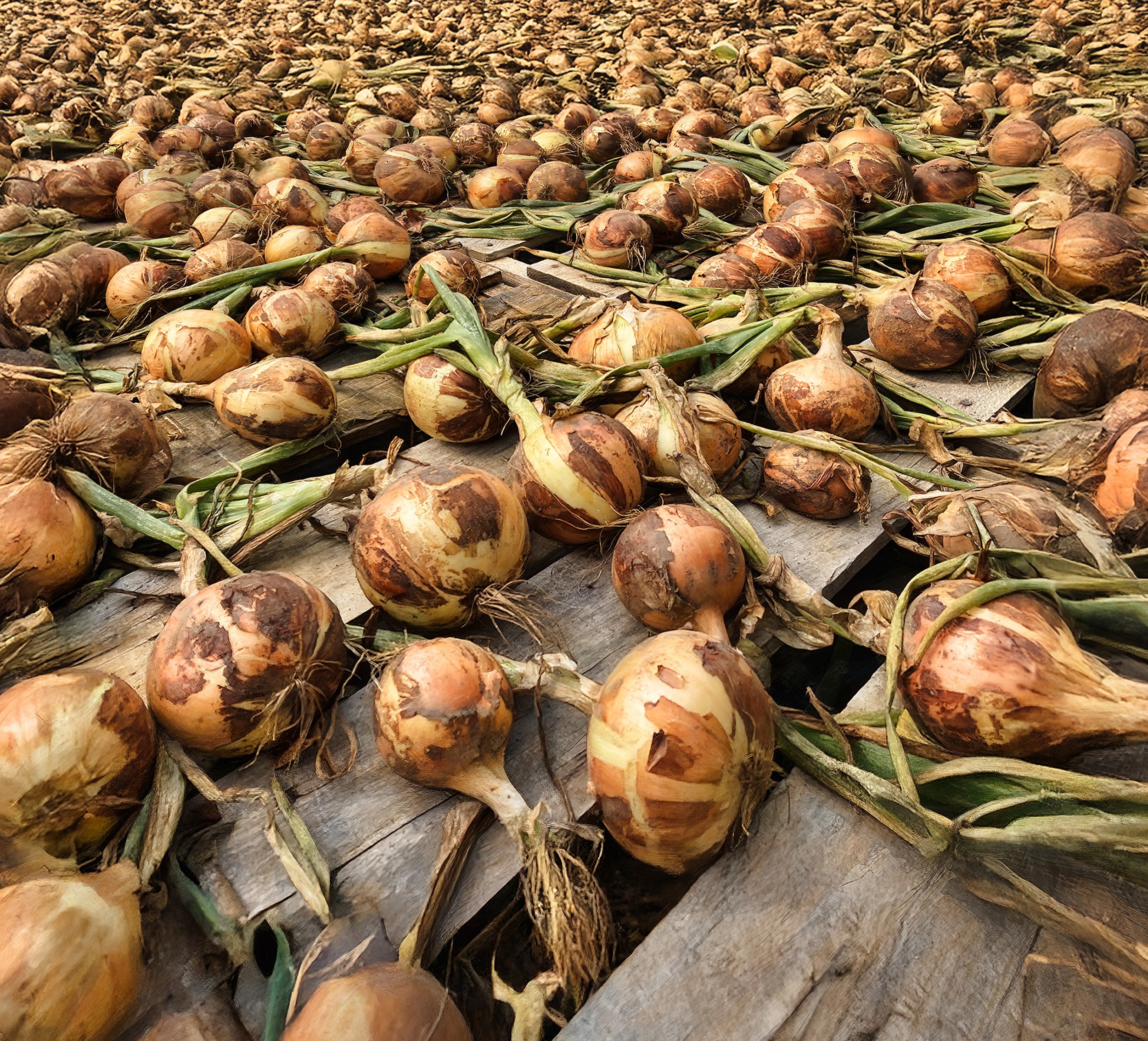 Farm Onions