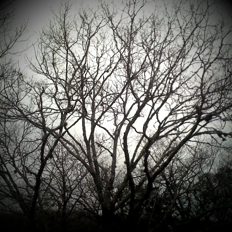 I took this with some ominous filter in McKinney Falls, a non-ominous state park.