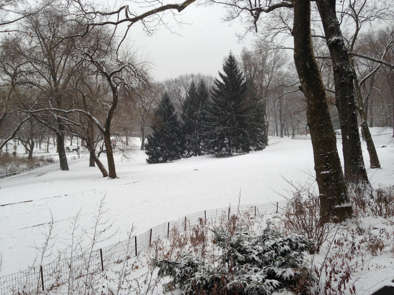 Central Park, fresh snow.