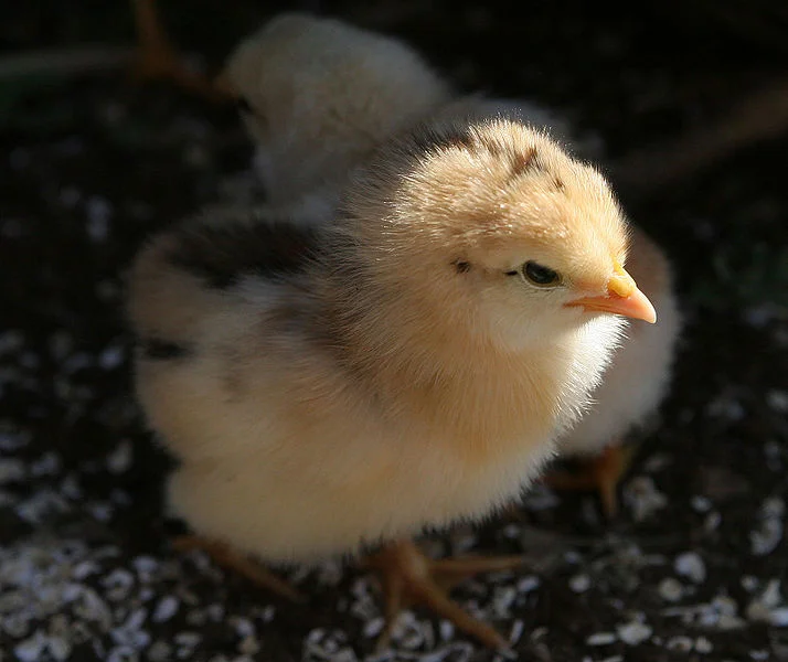 Which came first? Are you KIDDING me?