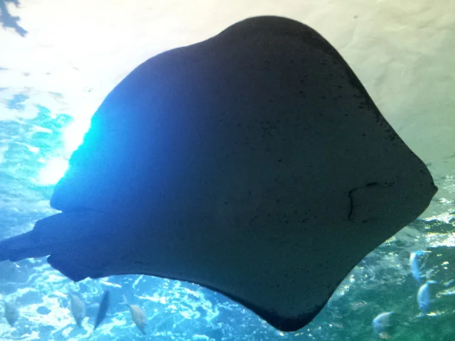 A huge Manta Ray
