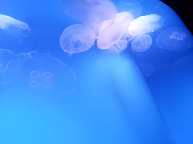 Jelly fish..