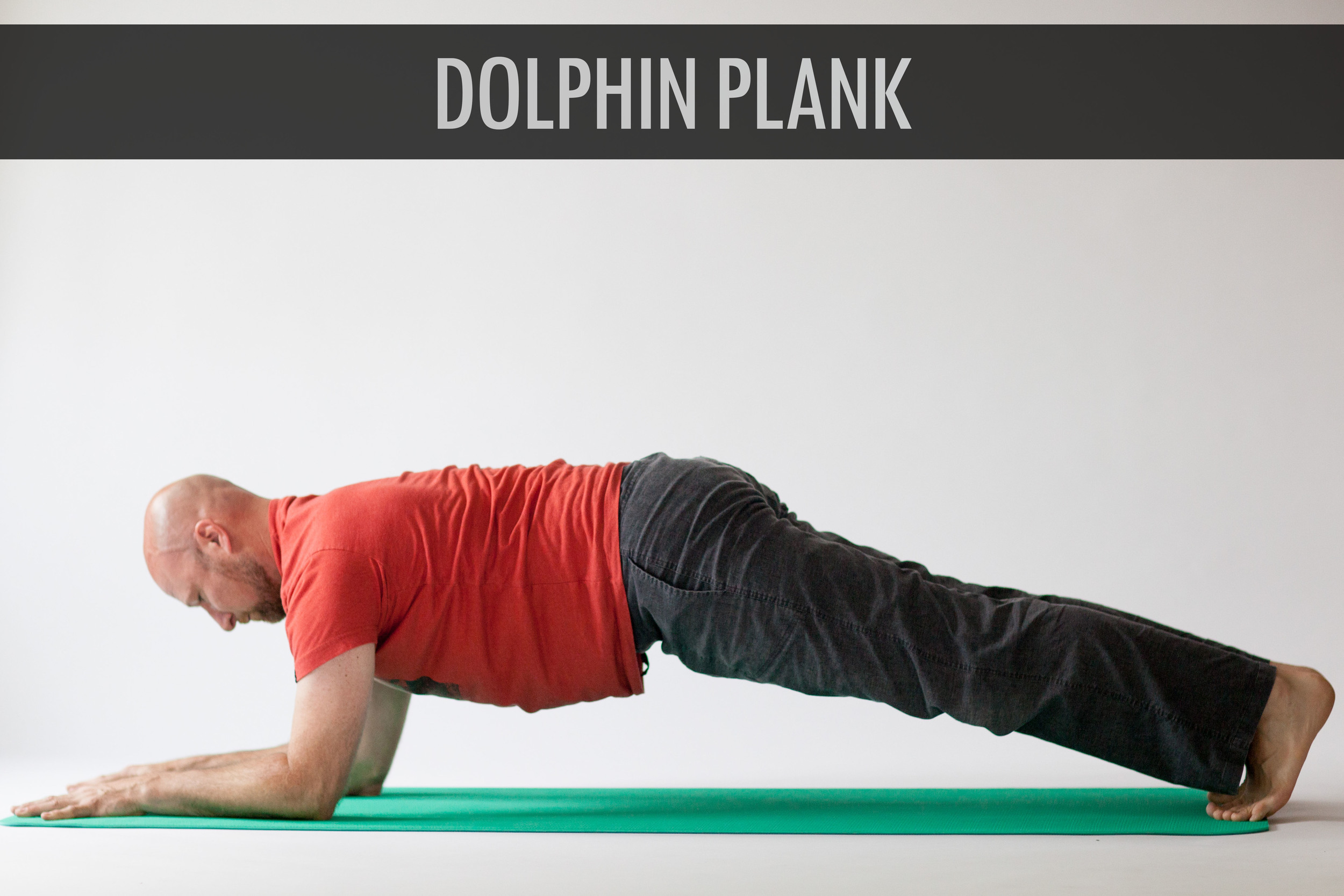 Dolphin Palnk.jpg