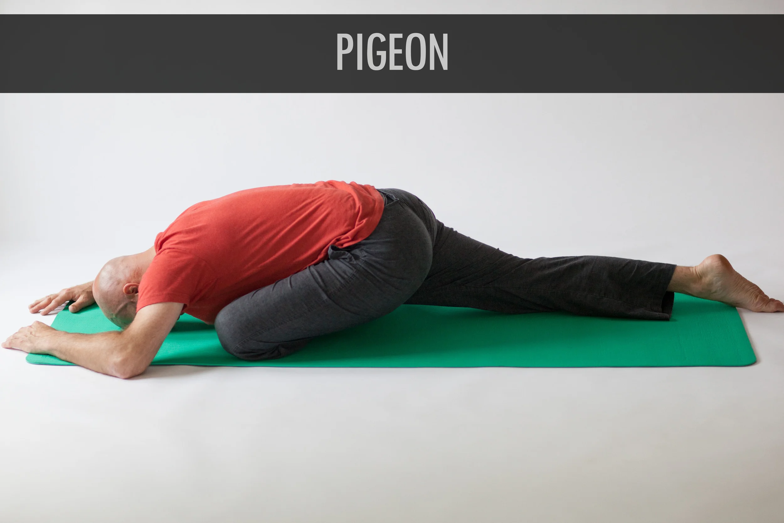 Pigeon.jpg