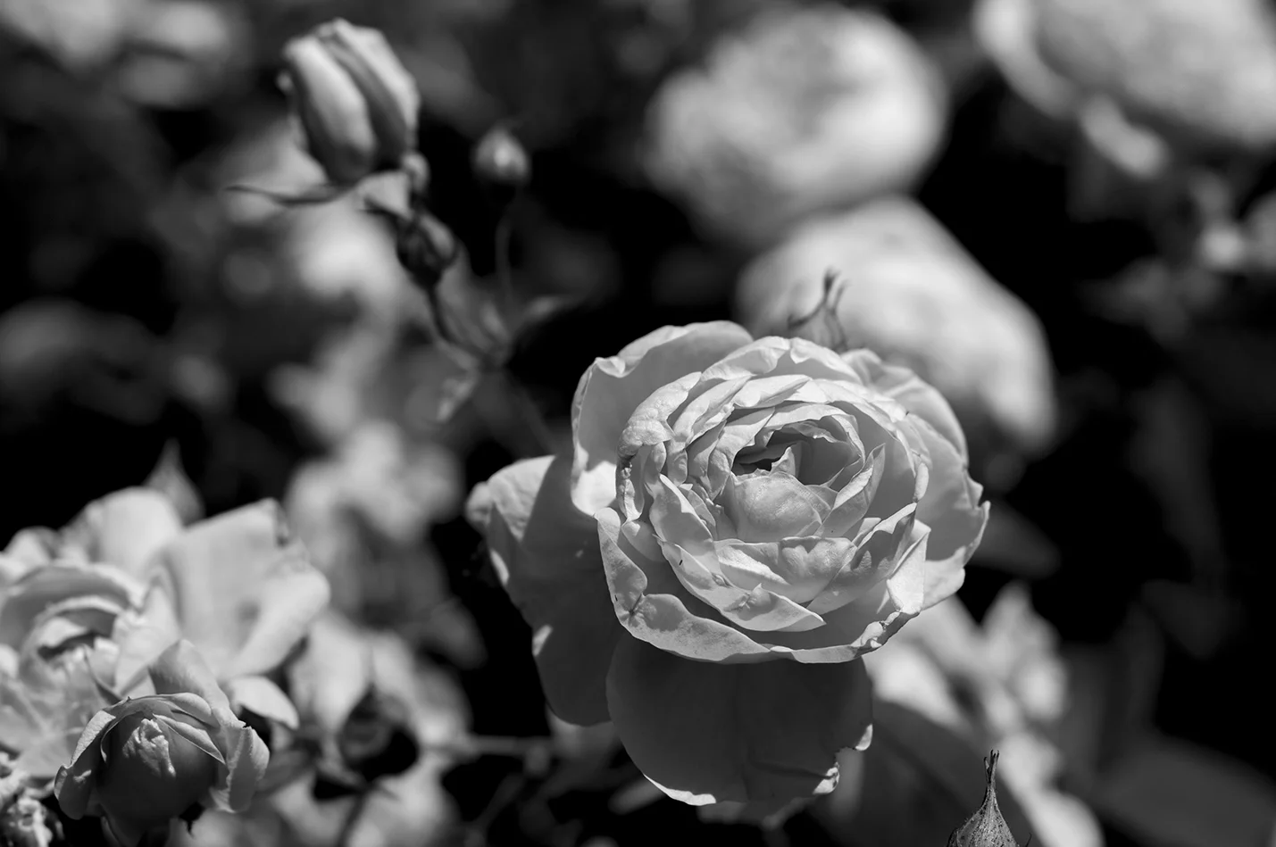 DSC_5955_smll.jpg