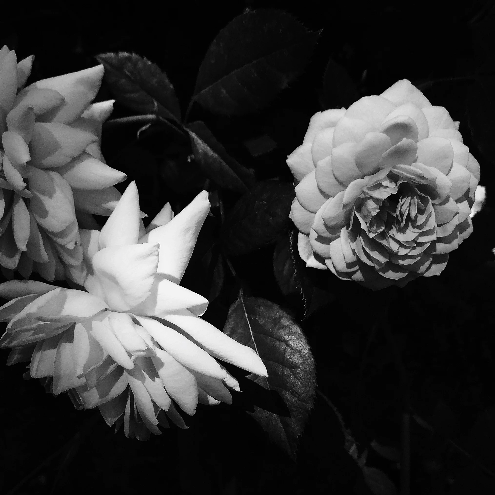 by elsa kawai