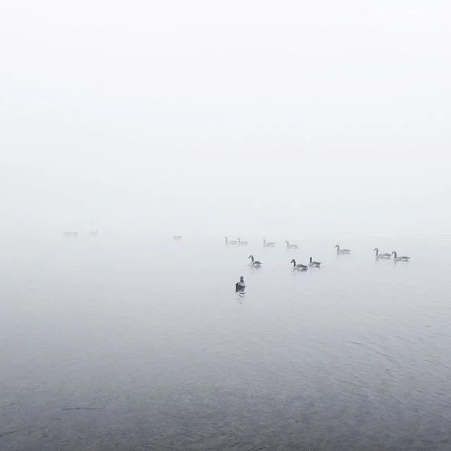 👋🏻Hello...Happy New Year✨🦆🦆🦆✨