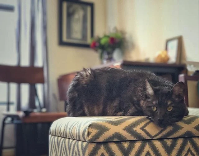 Someone got bleach all over himself and had to get a bath today! I thought these rebellious teenage years were over!