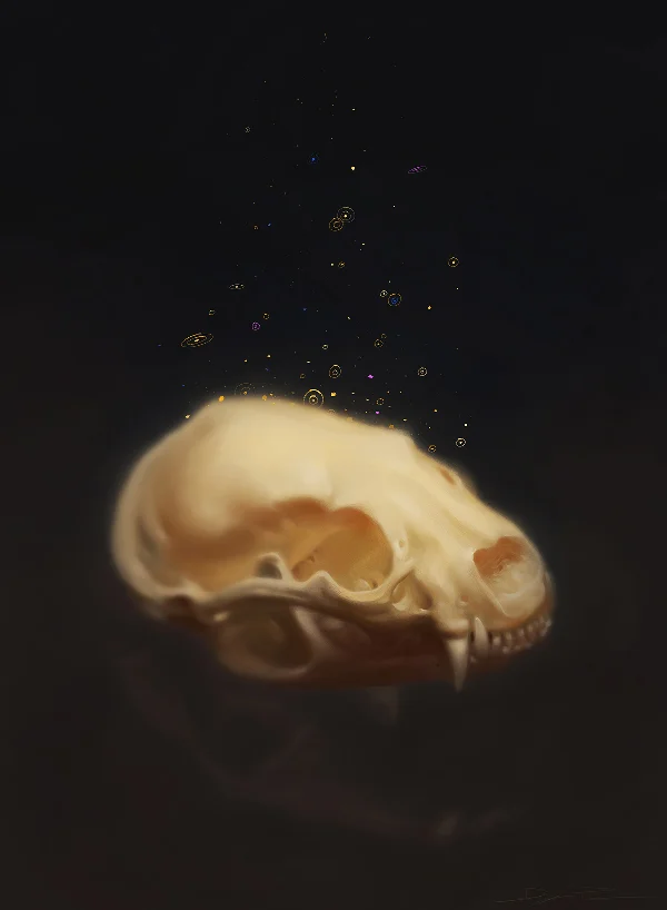 Badger Skull