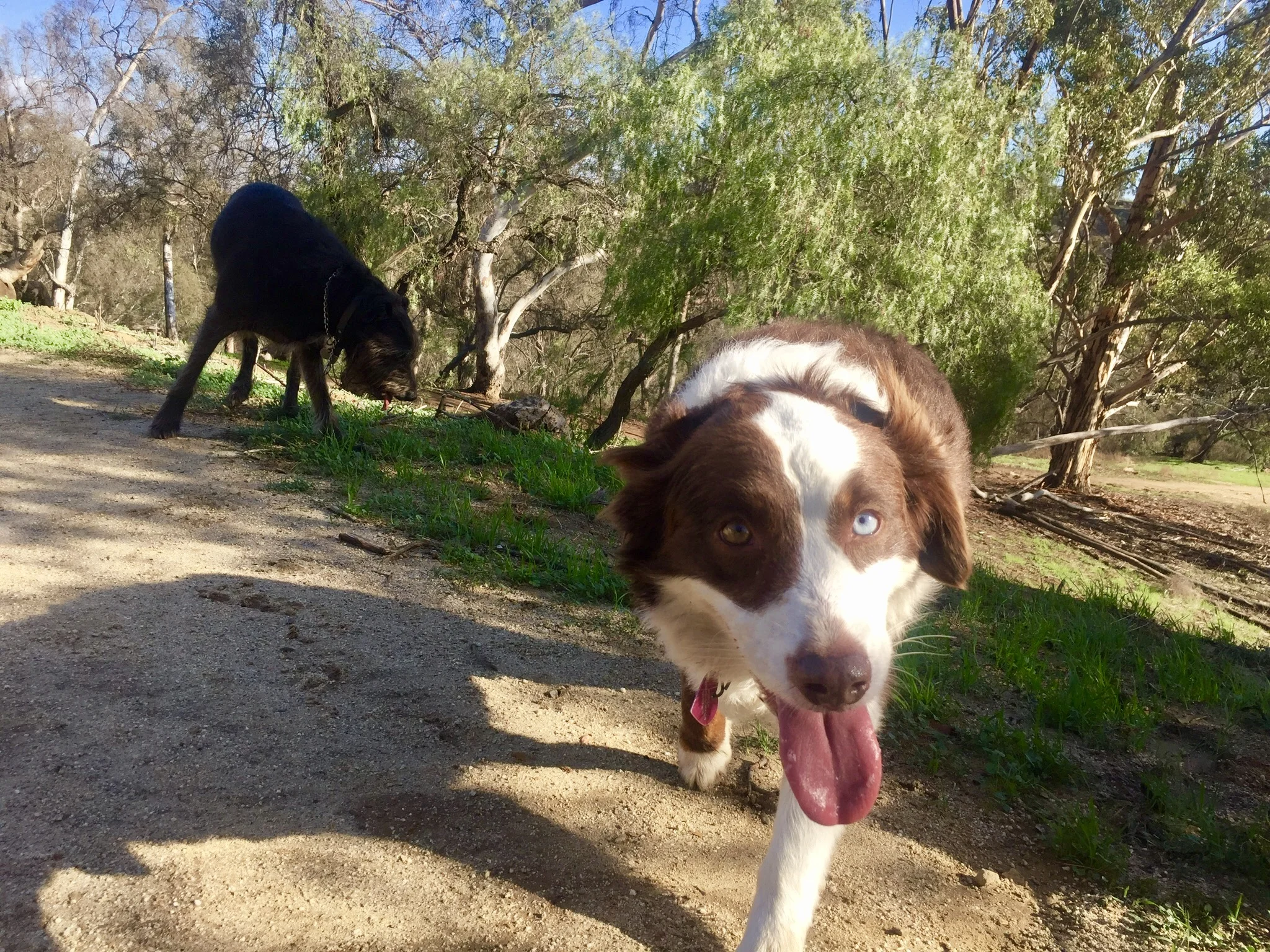Reservoir Doggies Dog Walking & Group Hikes South Minneapolis EDINA