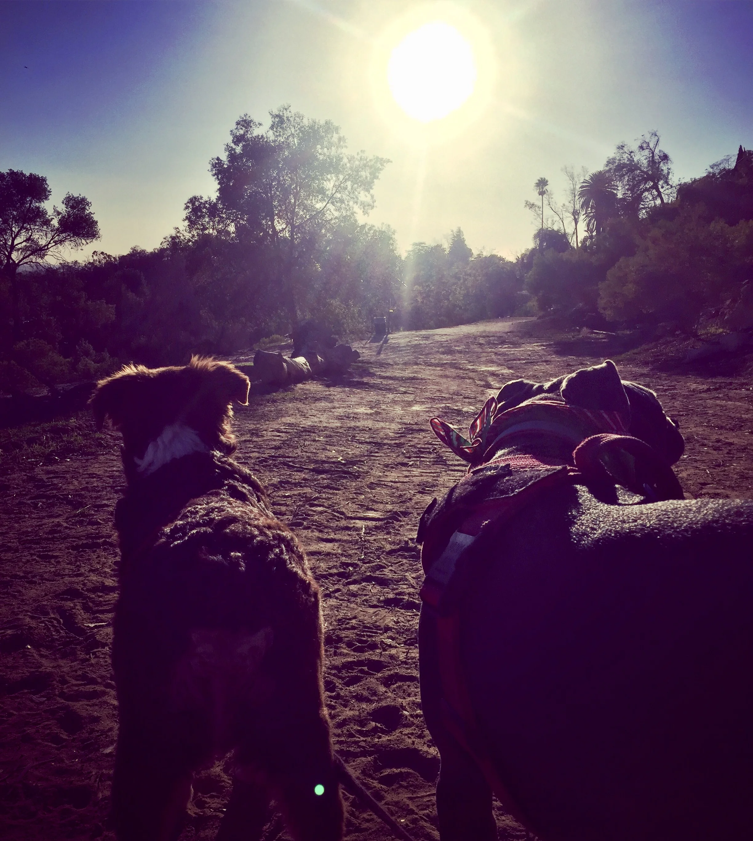 Reservoir Doggies Dog Walking & hikes South Minneapolis EDINA