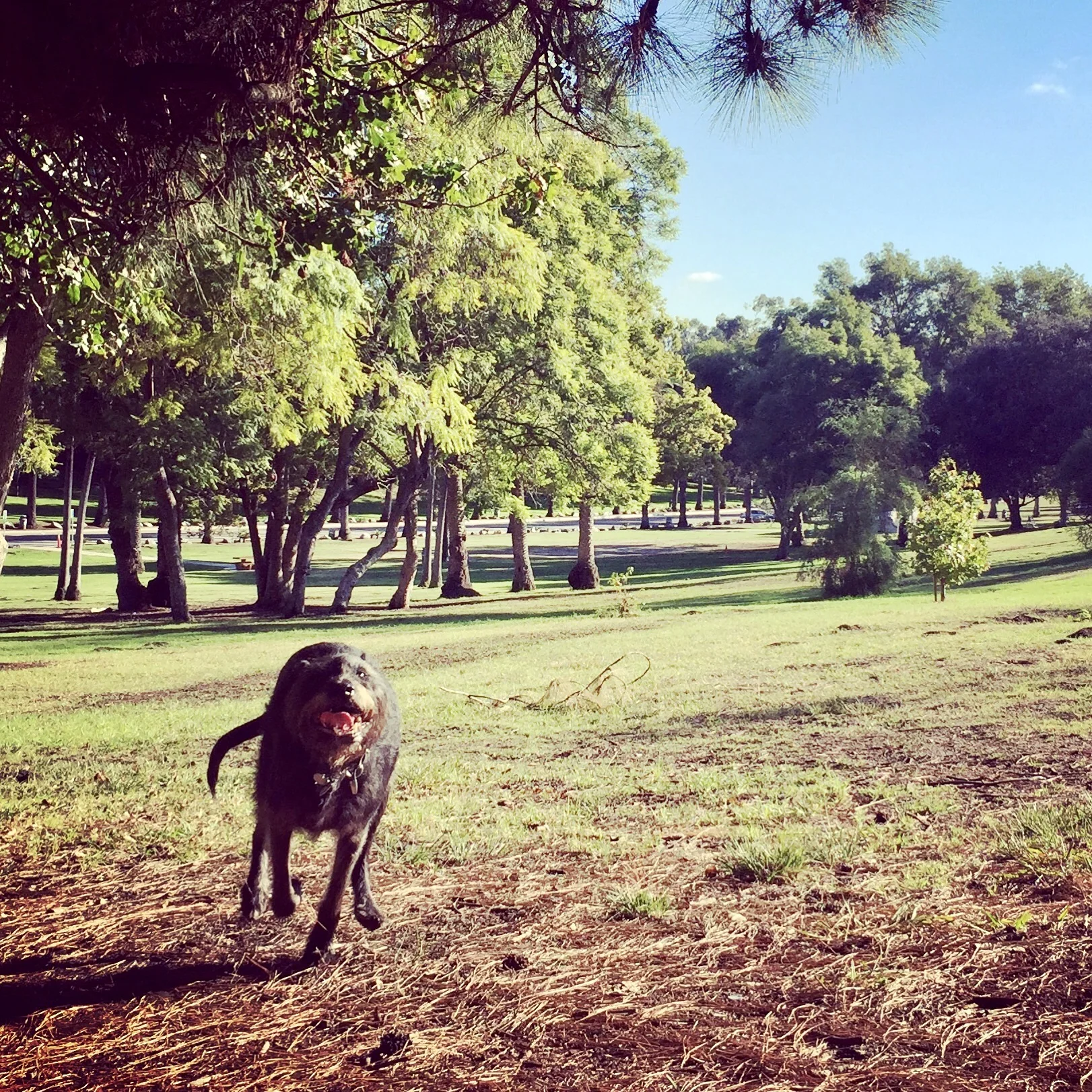 Reservoir Doggies Dog Walking & Group Hikes South Minneapolis EDINA