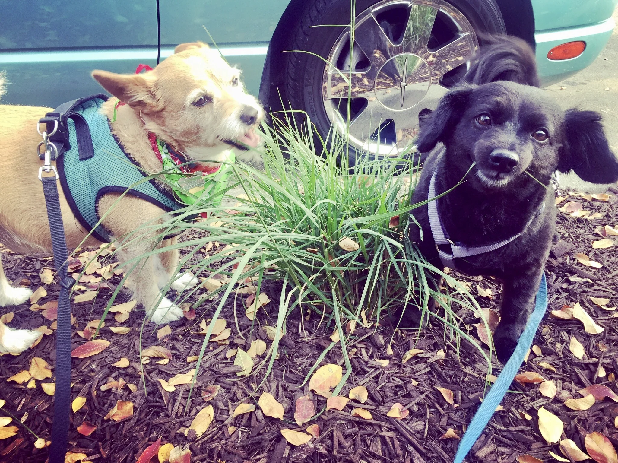 Reservoir Doggies Dog Walking & Group Hikes South Minneapolis EDINA