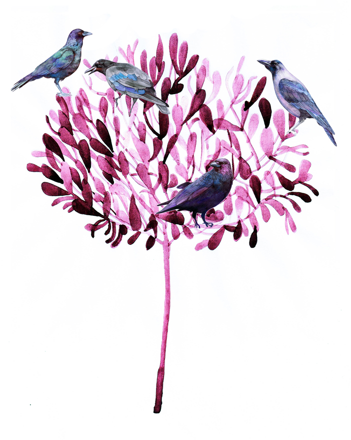 Crows