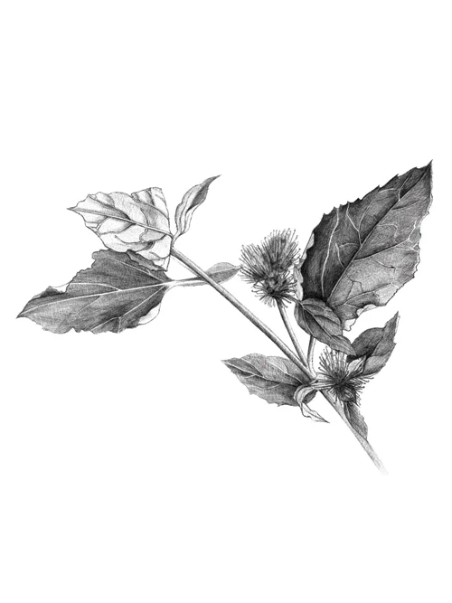 Burdock