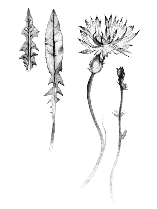 Chicory