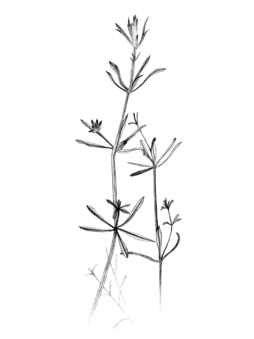 Cleavers