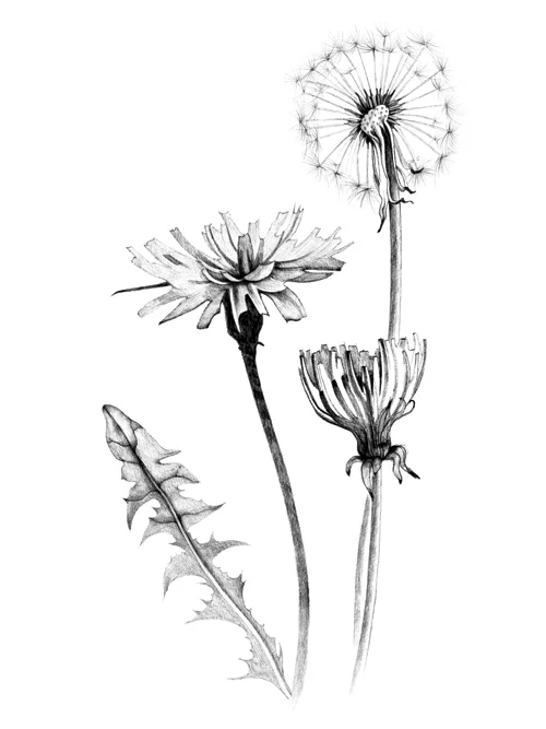 Dandelion