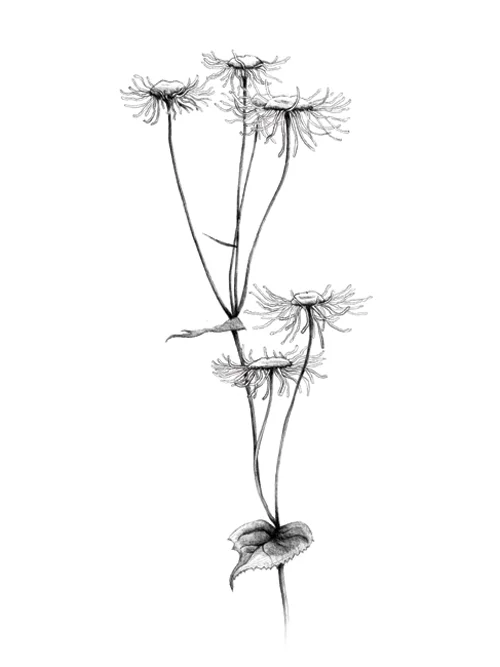 Elecampane