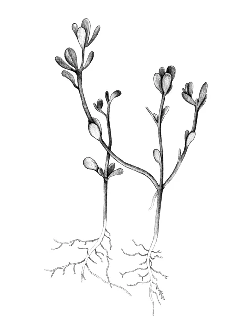 Purslane