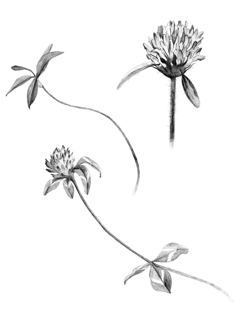 Red Clover