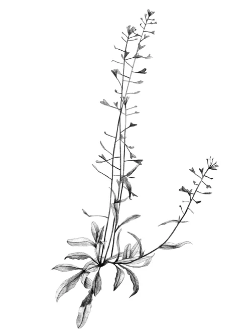 Shepherd's Purse