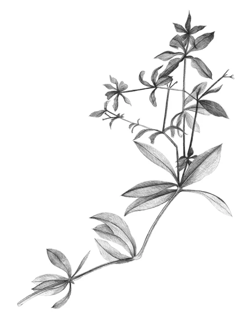 Sweet Woodruff