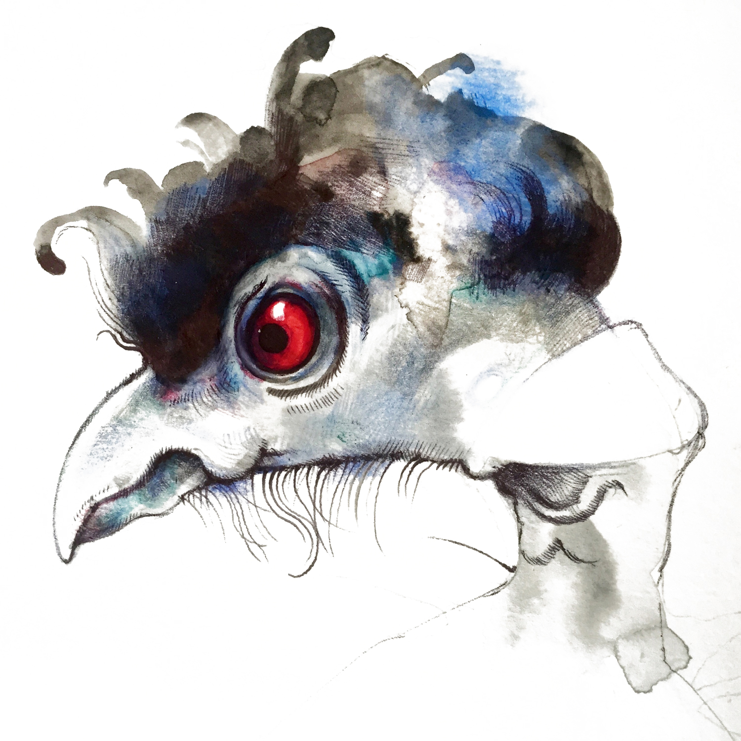 Disgruntled guinea fowl from my new book, still in progress, called The Book of Ruffled Feathers.