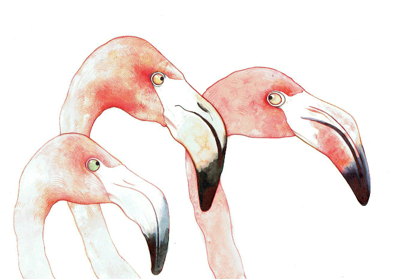 Flamingos