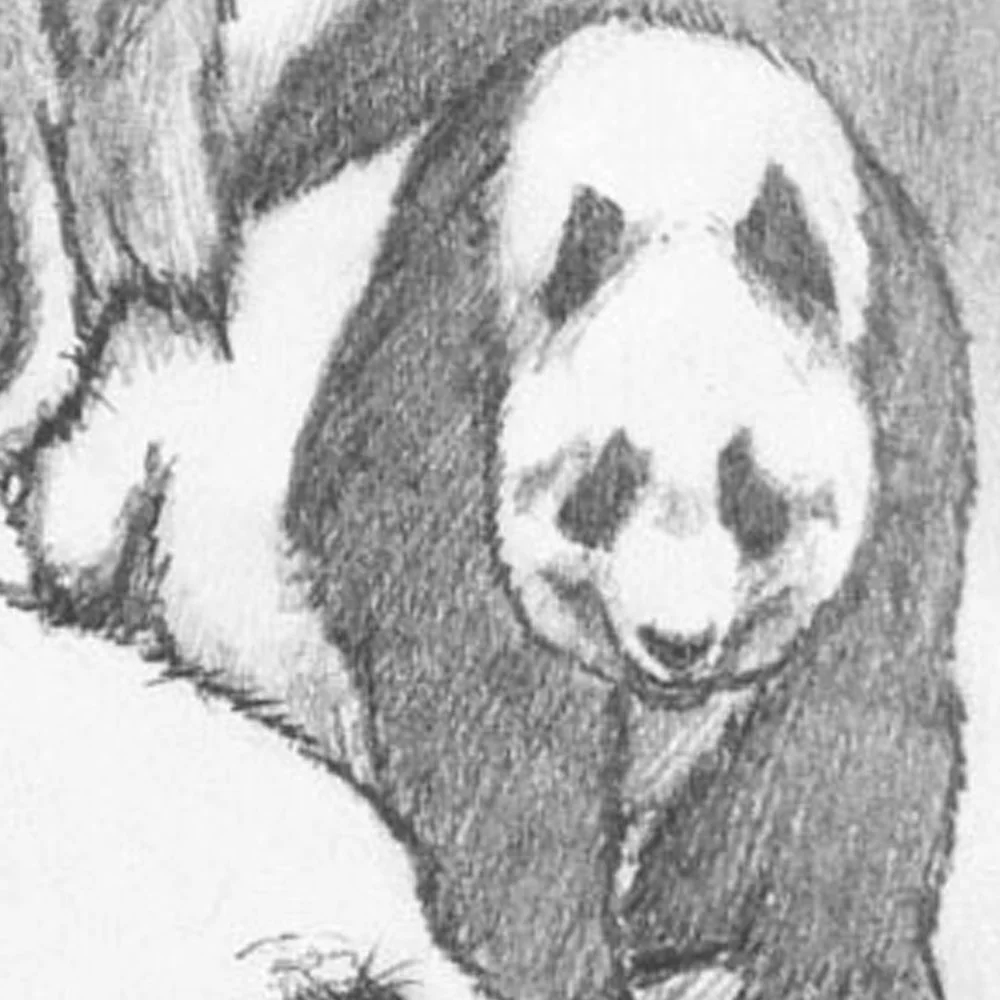 pandaSketch-group-02.jpg