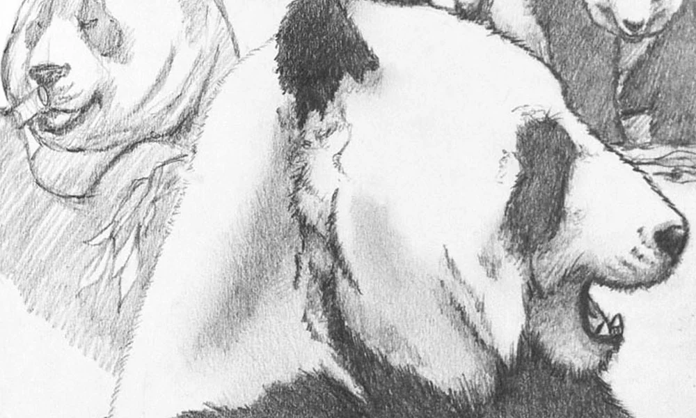 Pandas, Pandas, Pandas...