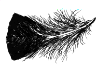 small feather.png